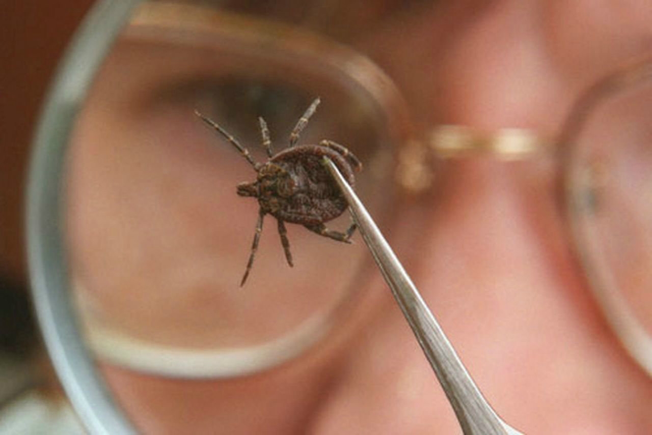 Осторожно, клещ! фото