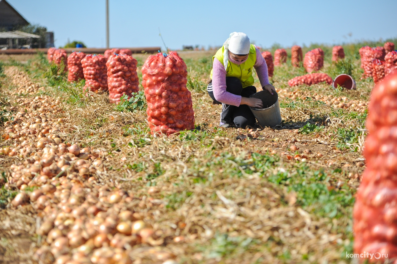 Кумторкалинский район накормит Дагестанцев  фото