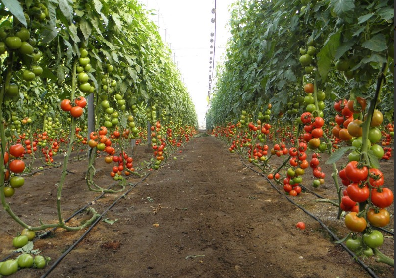 Продолжается сбор тепличных овощей в Дагестане фото