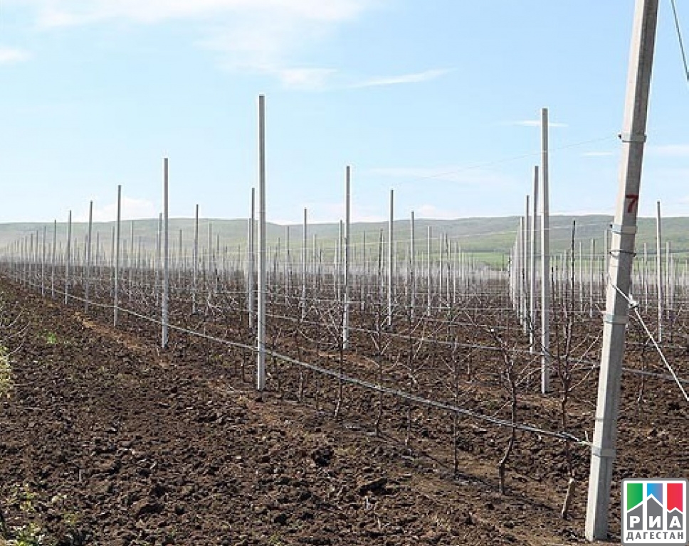 В Дагестане заложили около 1000 гектаров новых садов фото