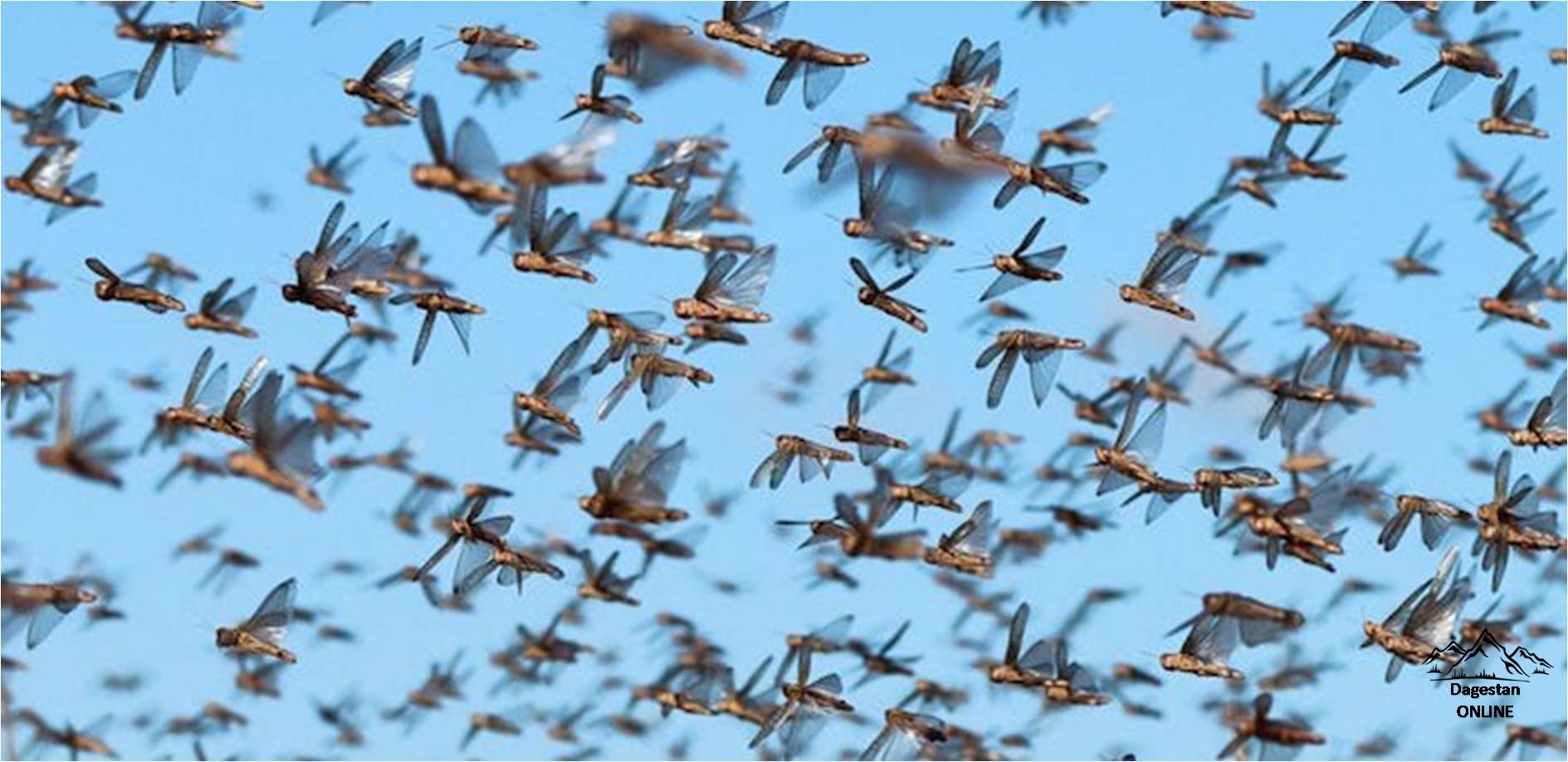 Министерство сельского хозяйства и продовольствия Республики Дагестан проинформировали о проводимых мероприятиях по борьбе с саранчовыми вредителями фото