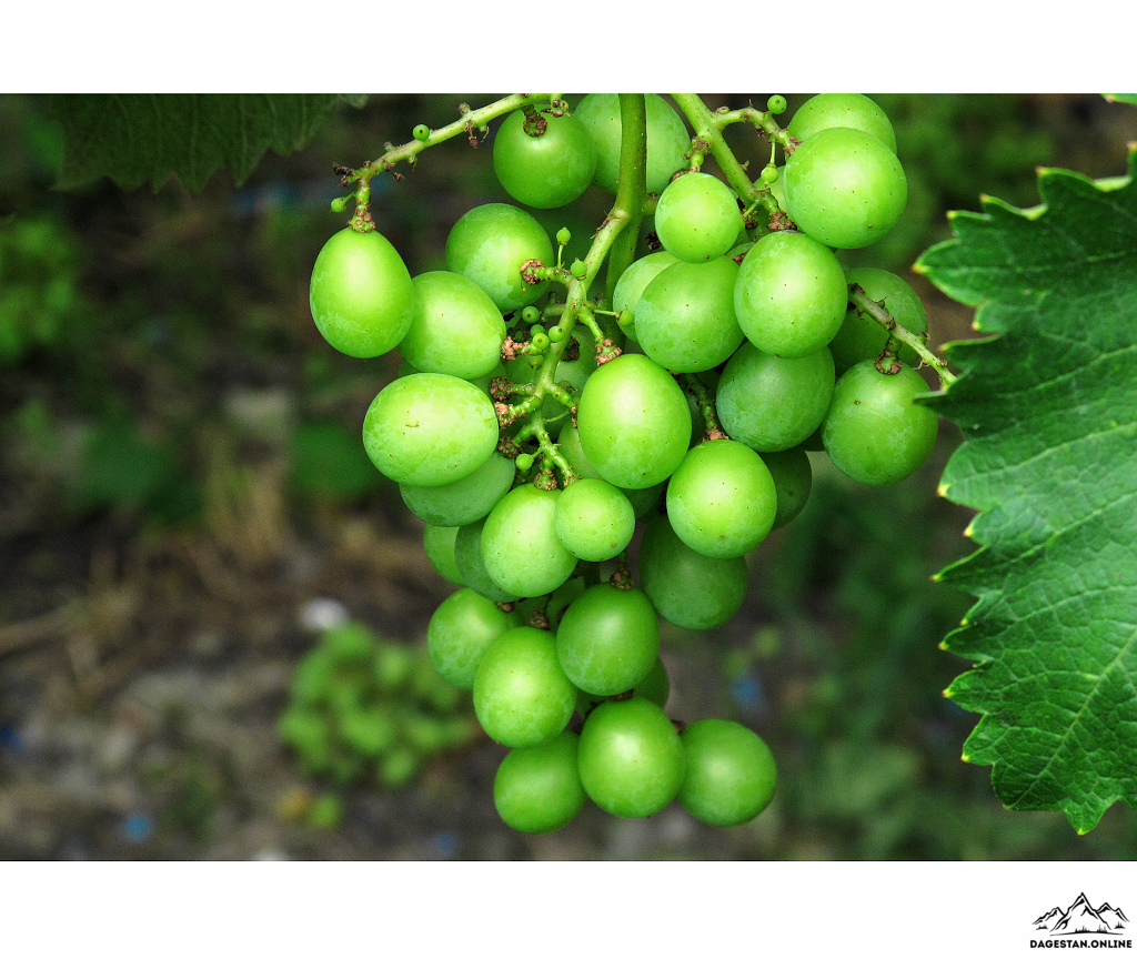 Дагестан - сад России фото