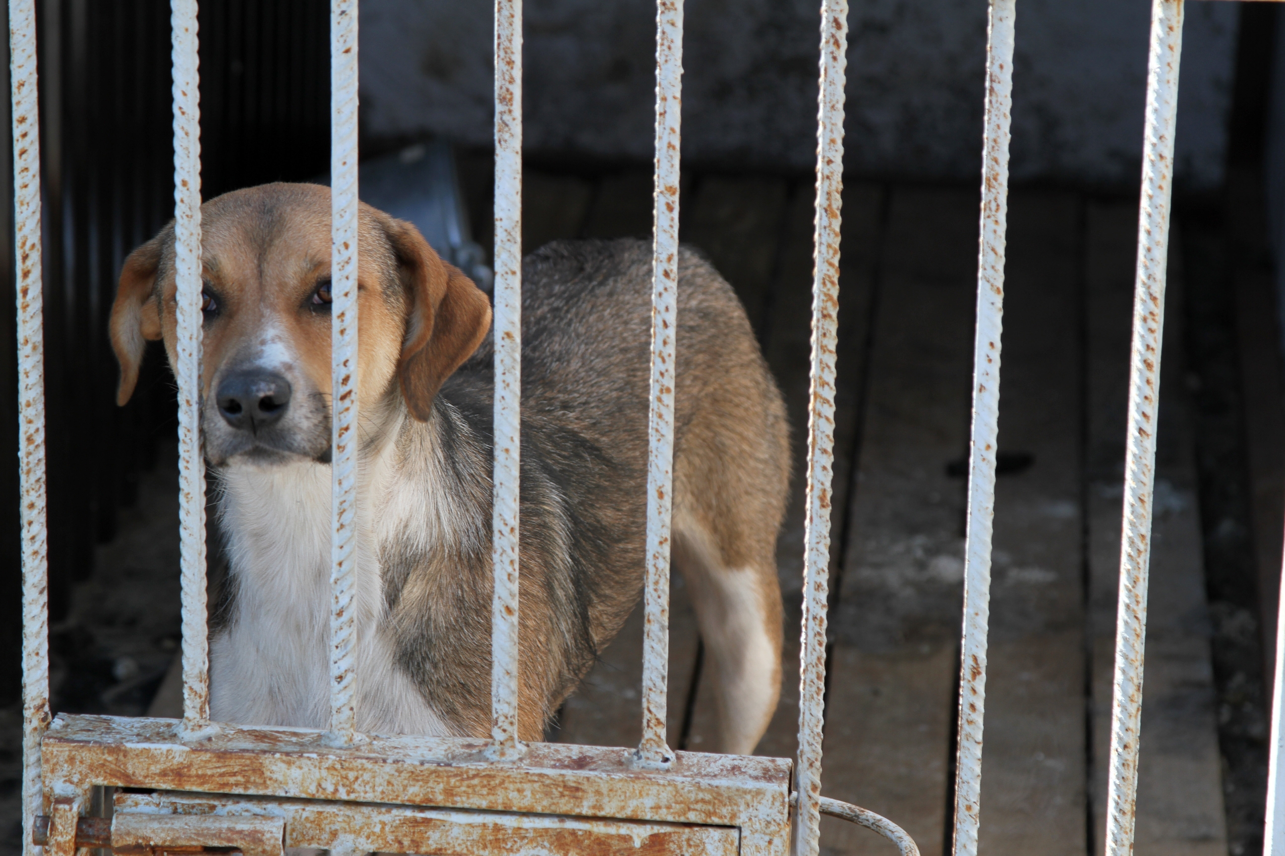 Агрессивные собаки тоже могут стать другом фото