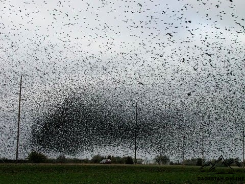 Нашествие продолжается фото
