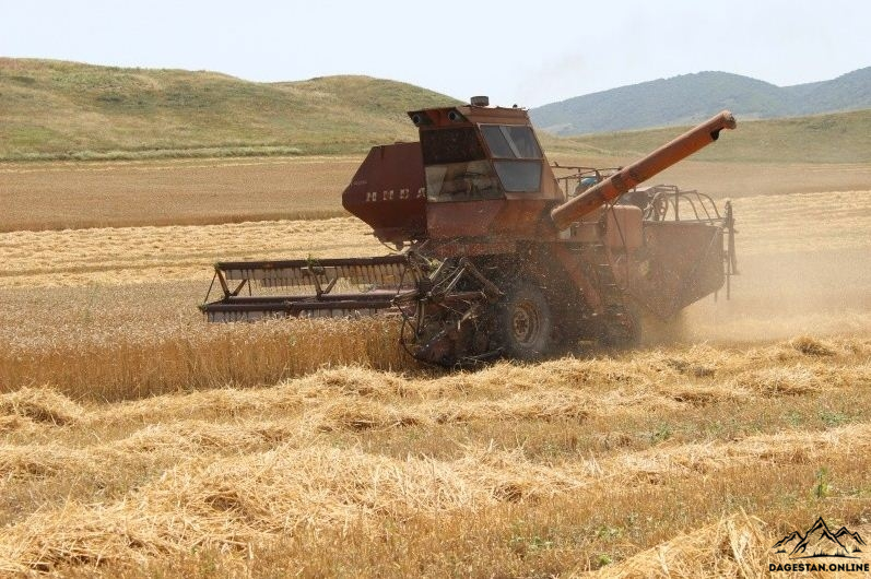 В Дагестане собрано свыше 180 тысяч тонн урожая озимых культур фото