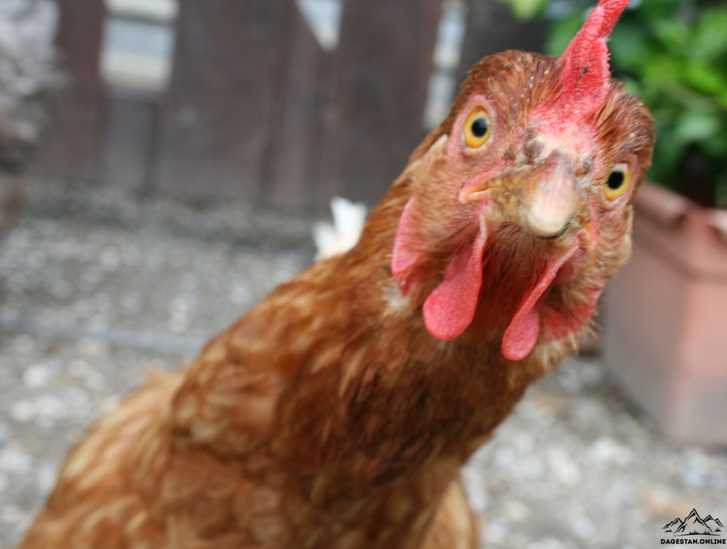 Производство мяса птицы вышло на новый уровень фото