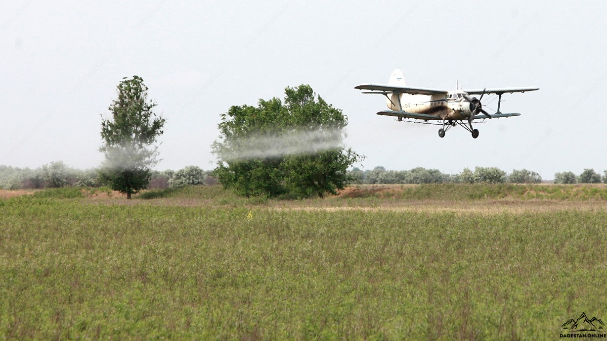 Саранче пришлось сдать свои позиции фото