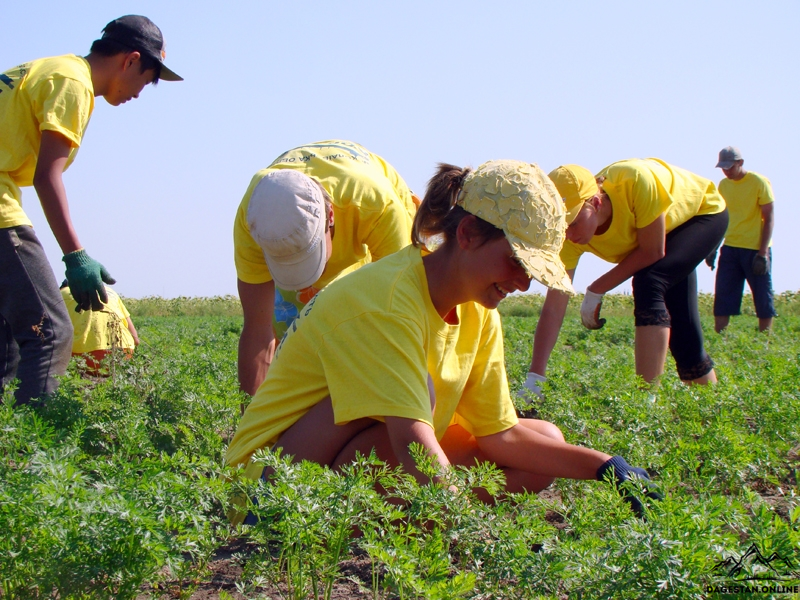 Республиканский молодежный центр занятости «Успех» формирует трудовые отряды фото