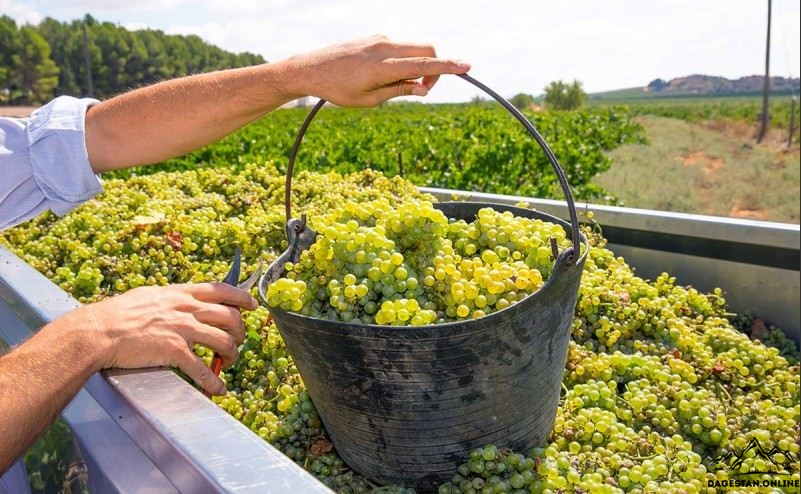 В Дагестане проходит сбор виноградных лиан фото