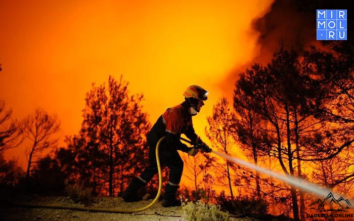 Комитет по лесному хозяйству дает опровержение информации о бездействии спасательных служб фото