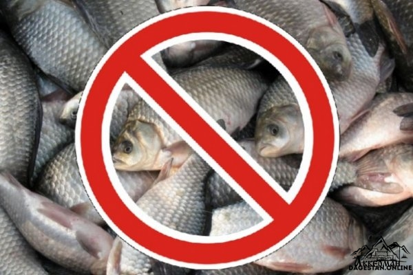 В Дагестане объявлен запрет на вылов рыбы фото