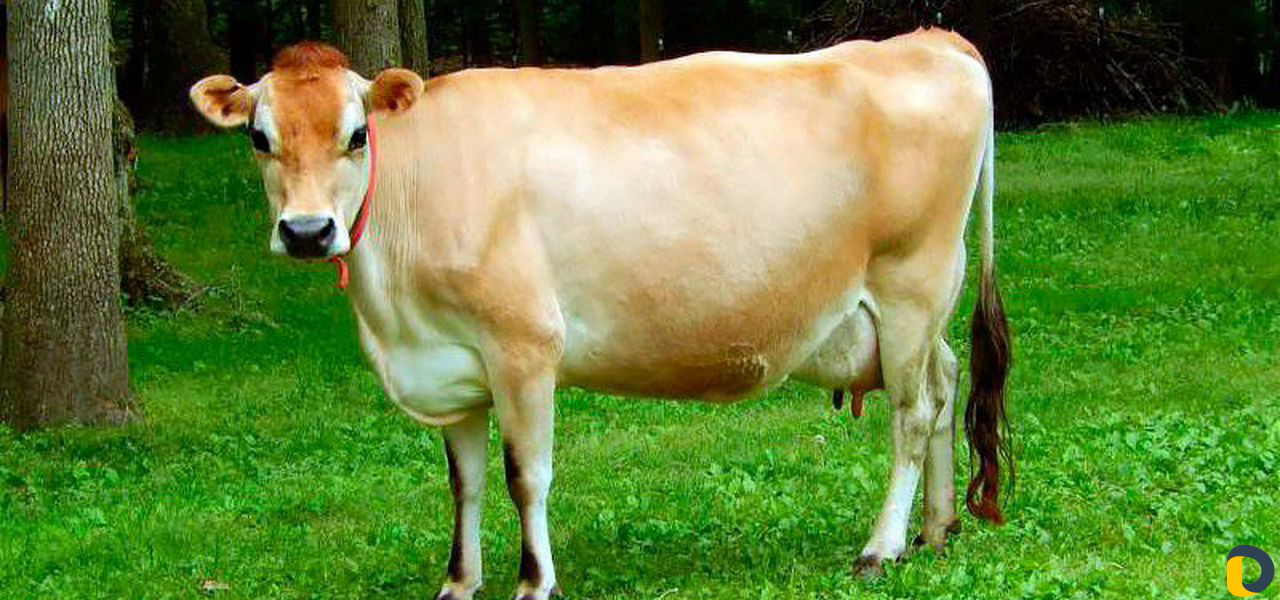 Джерсейская порода купить. Джерсейская порода коров. Джерсийская корова. Джерсейская порода КРС. Порода коров джерси Джерсейская.