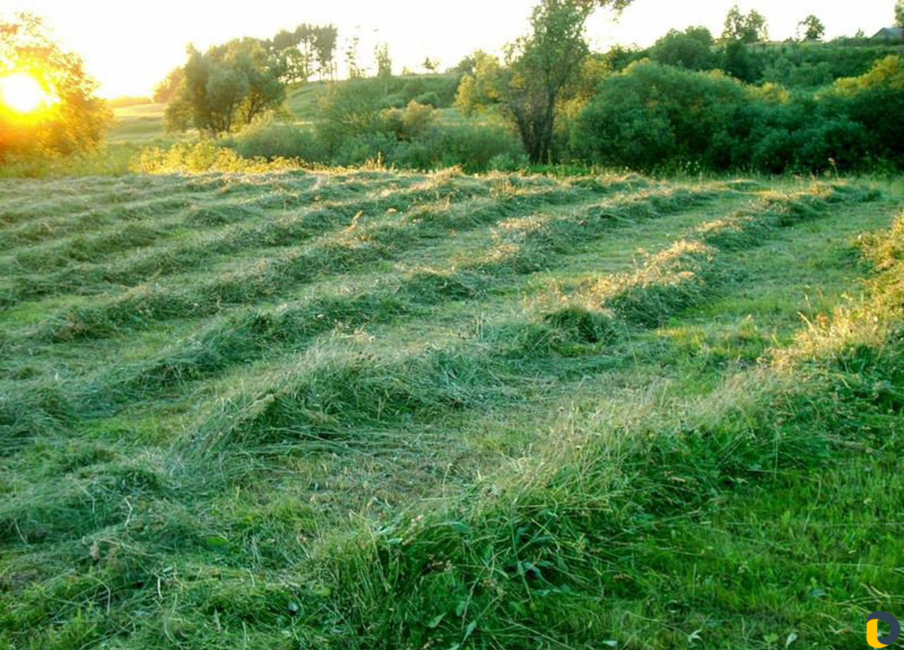 Пахло свежим сеном. Сенокос свежескошенная трава. Скошенная трава. Поле скошенной травы. Запах скошенной травы.